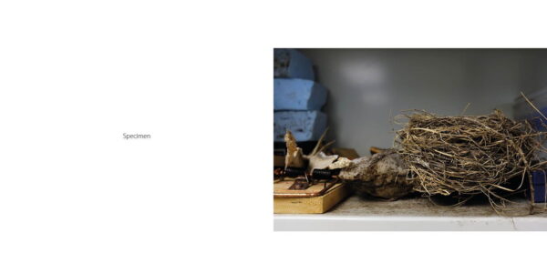 Evolving the Forest (eBook) - Image 4